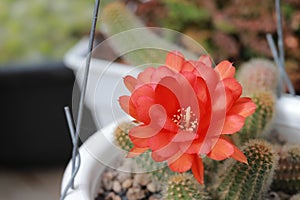 The image of  the cactus flower in the garden