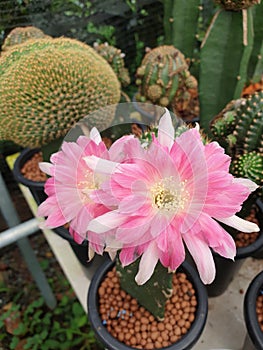 The image of  the cactus flower in the garden is calling  lobivia