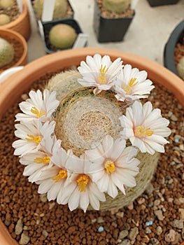 The image of  the cactus flower in the garden is calling  Mammillaria lenta