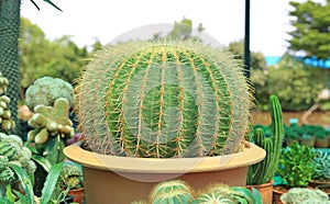 Image of cactus in greenhouse growing