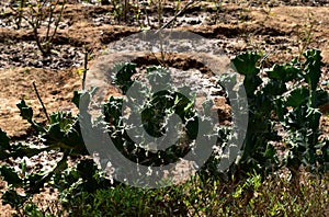 This is an image of Cactus leaflet plant