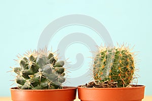 Image of cactus in a pot infront of wooden blue background.