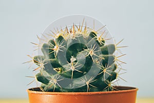 Image of cactus in a pot infront of wooden blue background.