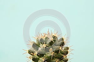 Image of cactus in a pot infront of wooden blue background.