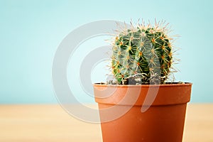 Image of cactus in a pot infront of wooden blue background.