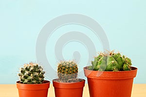 Image of cactus in a pot infront of wooden blue background.