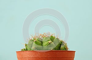 Image of cactus in a pot infront of wooden blue background.