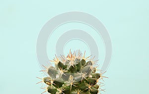 Image of cactus in a pot infront of wooden blue background.