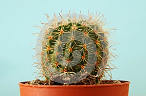 Image of cactus in a pot infront of wooden blue background.