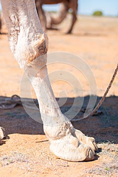 Image of Camel foot on sand