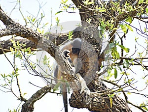 This is an image of cappedlangur in tripura india .