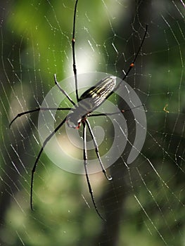 Golden Orb-Web Spider