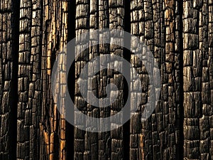 Charred tree trunks in sunlight