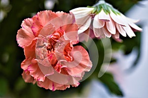 Orange carnation, in flower arrangement.