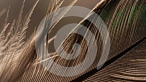 The image captures the complexity and elegance of avian plumage