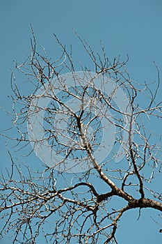 Leafless Tree Branches Against Bright Blue Sky photo