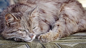 The image captures a moment of tranquility with the sleeping cat