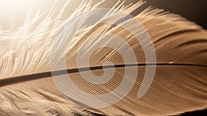 The image captures the natural elegance and complexity of avian plumage