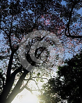 Looking Up at Forest Canopy with Green Leaves and Pink Blossoms
