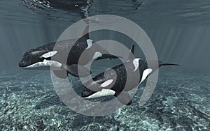 This image captures two orcas gliding near the oceans surface, with the underwater landscape visible below.