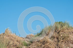 Seaside Dunescape with Sparse Vegetation Under Clear Skies photo