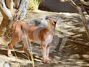 Caracal Cat Posing Under The Shade photo