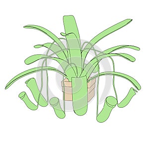 Image of carnivorous plant