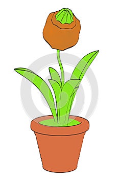 Image of carnivours plant