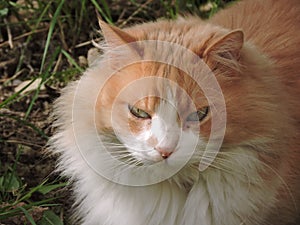Image of cat face photo
