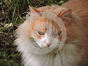 Image of cat face
