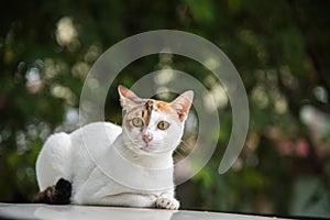 Image of a cat in the neture blackground , thai cat , pets