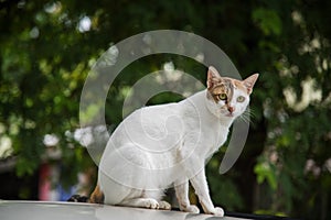 Image of a cat in the neture blackground , thai cat , pets