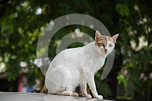 Image of a cat in the neture blackground , thai cat , pets photo