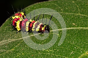 Image of a caterpillar bug on green leaves. Insect
