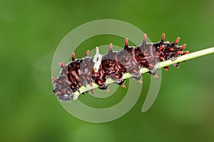 Image of a caterpillar bug on nature background.