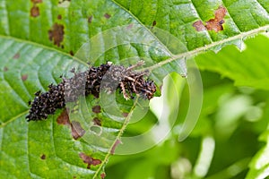 Image of a Caterpillar commanderModuza procris