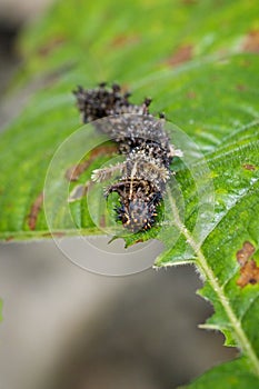 Image of a Caterpillar commanderModuza procris