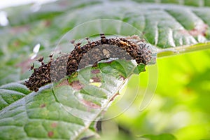 Image of a Caterpillar commanderModuza procris.