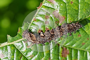 Image of a Caterpillar commanderModuza procris.