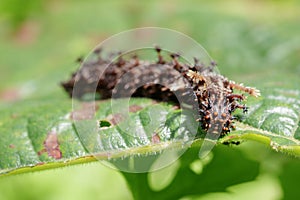 Image of a Caterpillar commanderModuza procris.