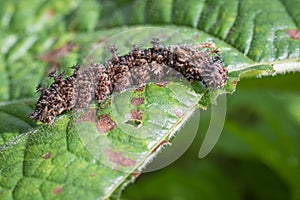 Image of a Caterpillar commanderModuza procris on green leaves