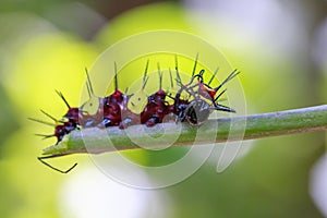 Image of a Caterpillar leopard lacewingCethosis cyane euanthes