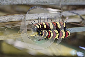 Image of a Caterpillar leopard lacewingCethosis cyane euanthes