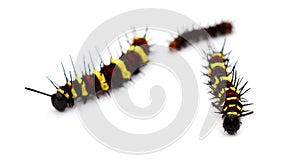 Image of a Caterpillar leopard lacewingCethosis cyane euanthes. Cethosia, close.