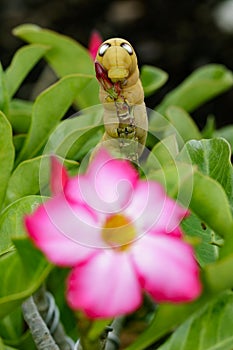 Image of Caterpillar Oleander Hawk-moth Daphnis nerii