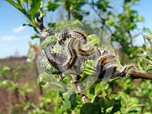 Image of caterpillars