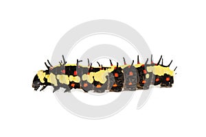 Image of caterpillars of common mime isolated on white background. Animal. Insect