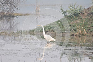 This is an image of cattle egret photo