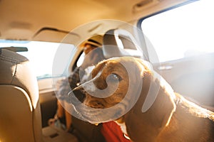 Image of caucasian woman 20s in straw hat riding in car, with her brown pedigree dog