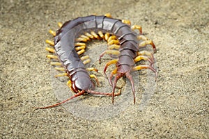 Image of centipedes or chilopoda on the ground. Animal. poisonous animals